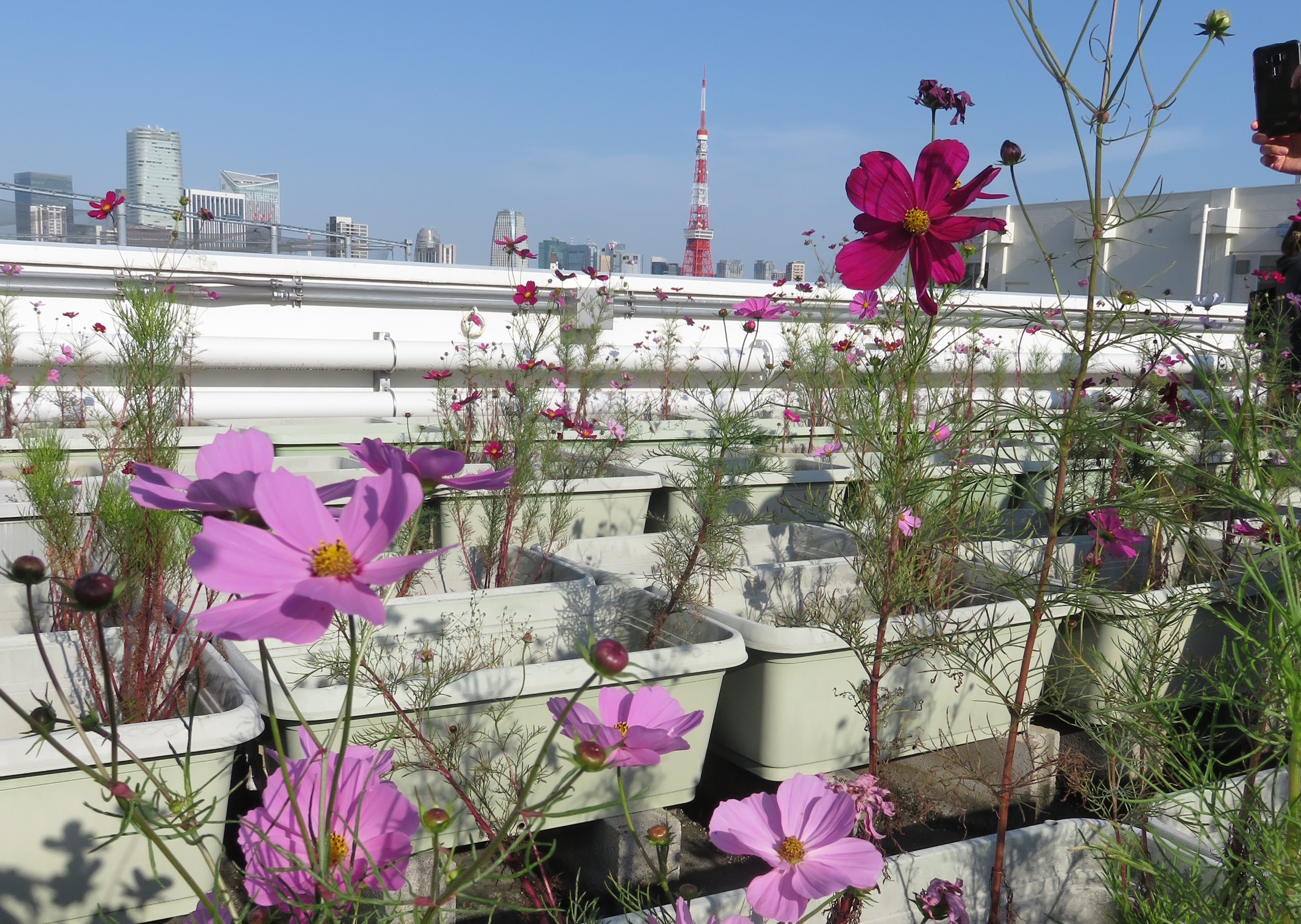 屋上のコスモス公開