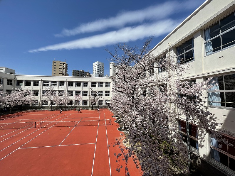 中庭の桜