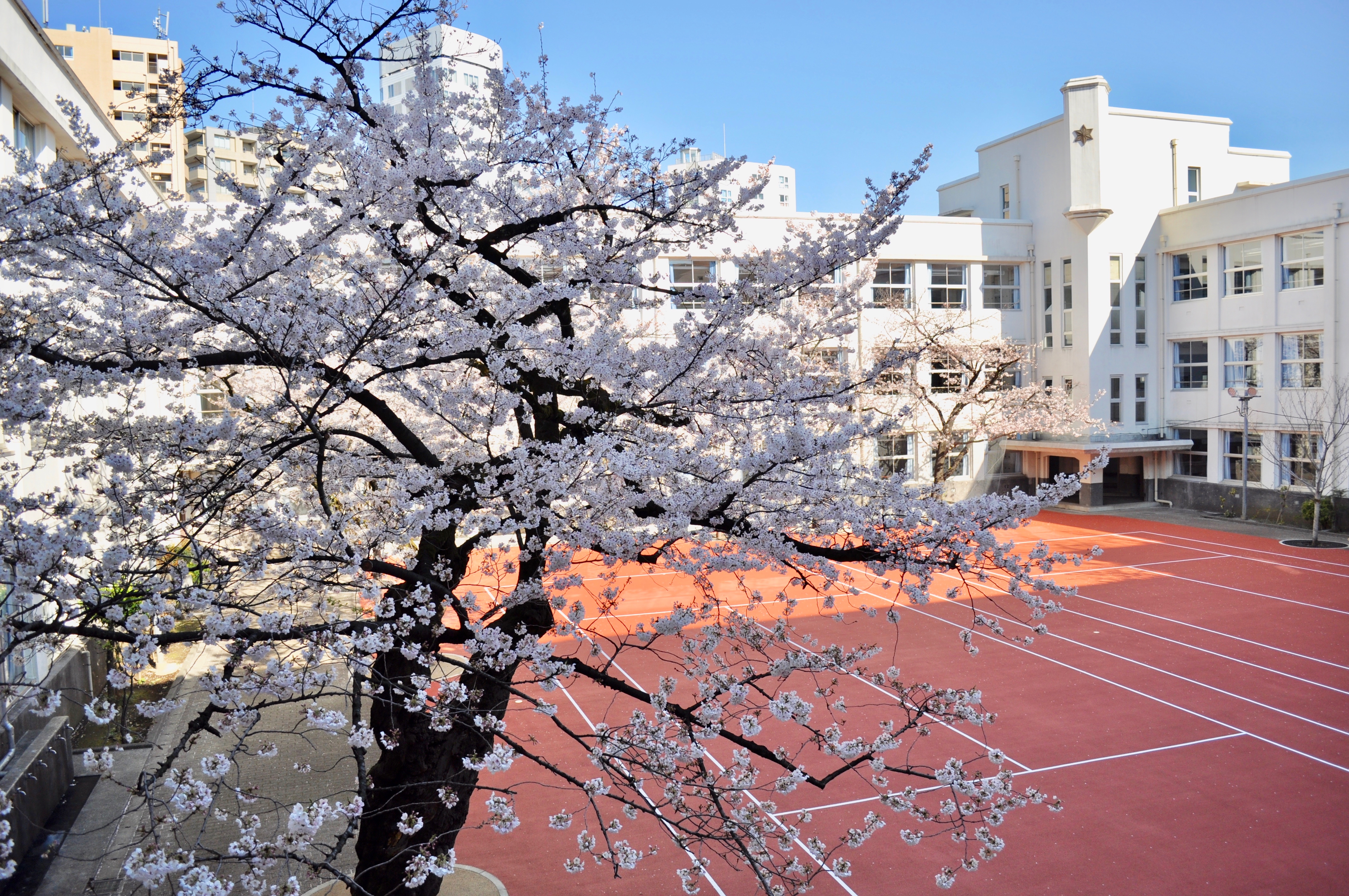 中庭の桜